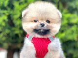 Safkan Pomeranian Boo Yavrularımız