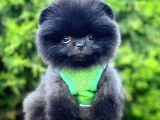 Safkan Pomeranian Boo Yavrularımız