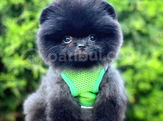 Safkan Pomeranian Boo Yavrularımız görsel