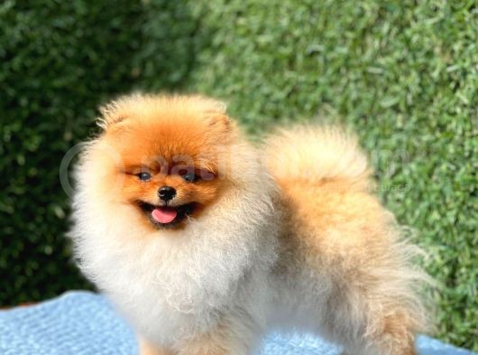 Teddy Bear Pomerani̇an Boo görsel