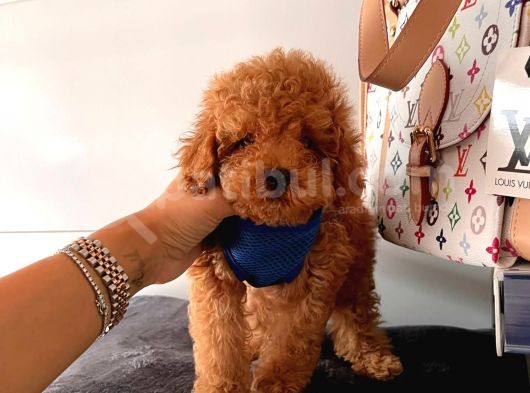 Orji̇nal Poodle Yavrular