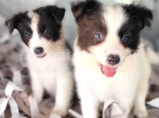 Border Collie Yavrular (Bursa Köpek Okulu) görsel