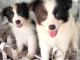 Border Collie Yavrular (Bursa Köpek Okulu)