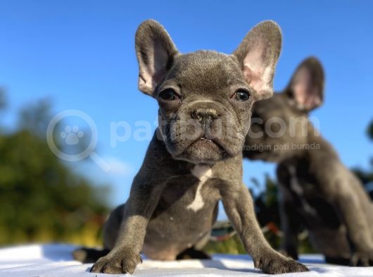 Blue French Bulldog Bebekler