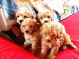 Pet Pasaportlu Malti̇poo Yavrularimiz