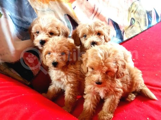 Pet Pasaportlu Malti̇poo Yavrularimiz görsel