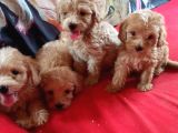 Pet Pasaportlu Malti̇poo Yavrularimiz