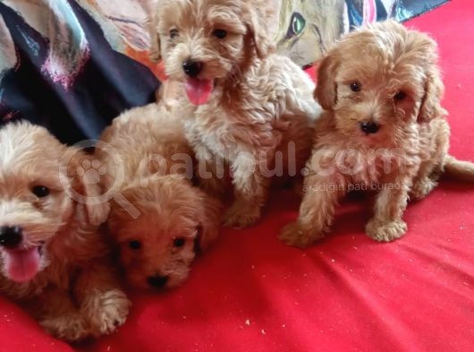 Pet Pasaportlu Malti̇poo Yavrularimiz görsel