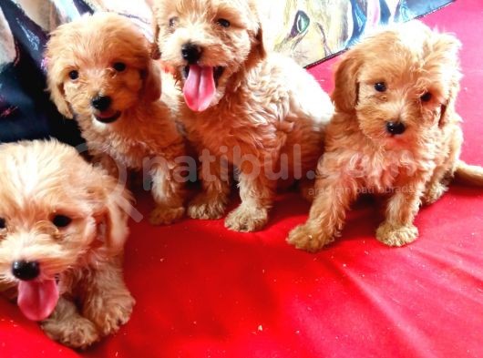 Pet Pasaportlu Malti̇poo Yavrularimiz