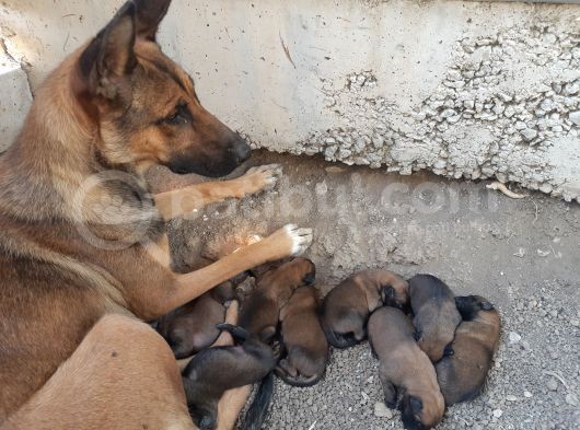 Safkan Belçi̇ka Malinoi̇s Yavrulari görsel