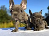 Blue French Bulldog Bebekler