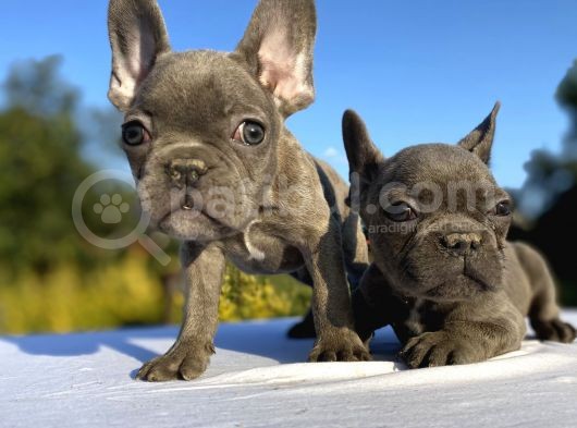 Blue French Bulldog Bebekler görsel