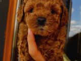 Ev Ortamında Büyüyen Toypoodle Bebekler