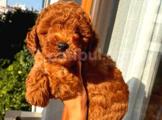 Ev Doğumlu Toypoodle Bebekler