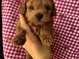 Minyatür Ve Toy Seçenekli Poodle Bebekler