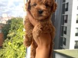 Sağlık Ve Ömür Boyu Irk Garantili Poodle Bebekler