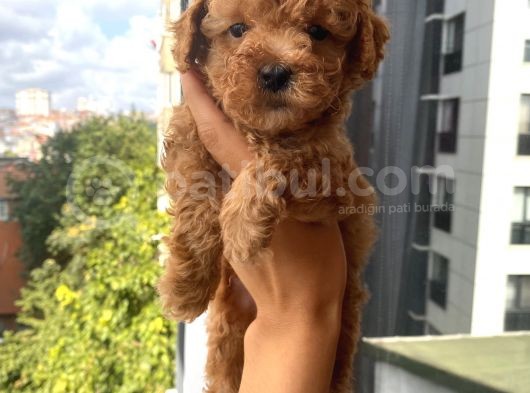 Sağlık Ve Ömür Boyu Irk Garantili Poodle Bebekler görsel