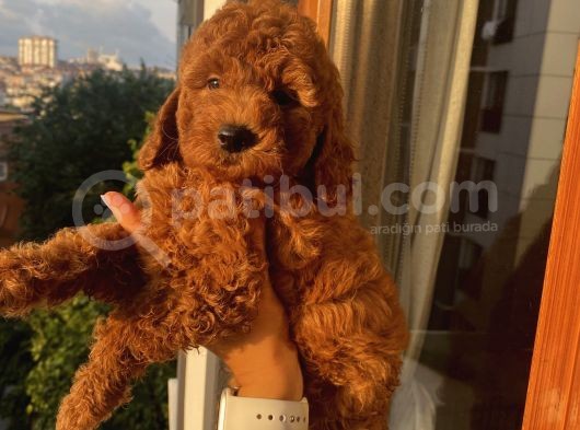 Sağlık Ve Ömür Boyu Irk Garantili Poodle Bebekler görsel