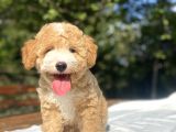 Parti̇colour Özel Renk Poodle Bebeği̇mi̇z
