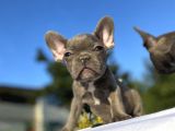 Blue French Bulldog Bebekler