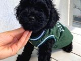 Muhteşem Black Toypoodle Bebekler