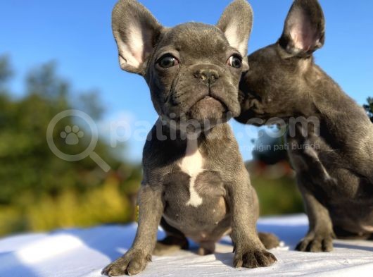 Blue French Bulldog Bebekler görsel