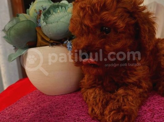 Karamellll Toypoodle ‘In Birbirinden Sevimli Bebekleri görsel