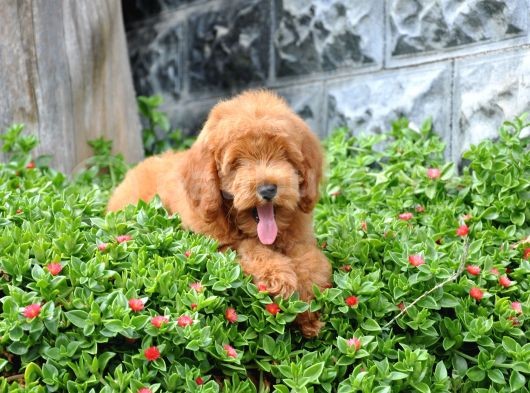 F1B Goldendoodle Yavrularimiz görsel