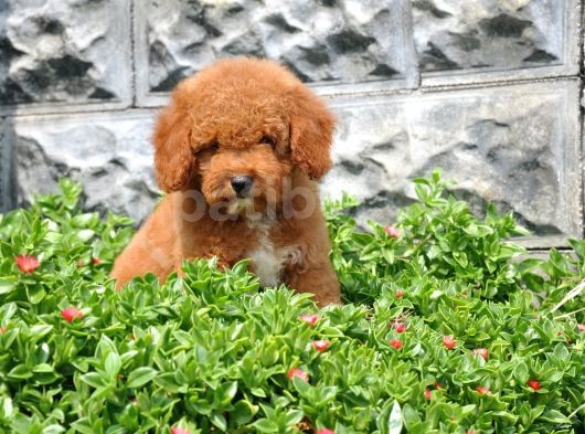 F1B Goldendoodle Yavrularimiz