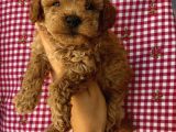 Minyatür Ve Toy Seçenekli Poodle Bebekler