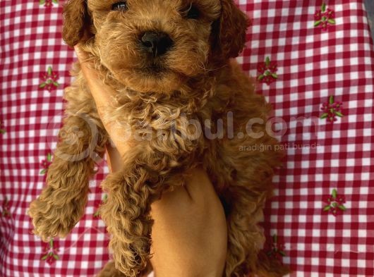 Minyatür Ve Toy Seçenekli Poodle Bebekler görsel