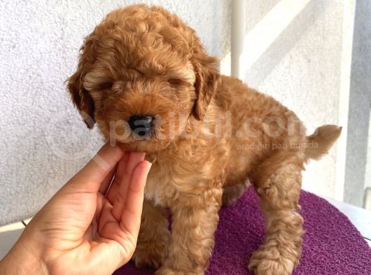 Ev Ortamında Büyüyen Toypoodle Bebekler görsel