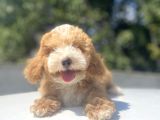 Çeşi̇t Çeşi̇t Malti̇poo Bebekler
