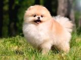 Ayı Surat pomeranian Boo Yavrularımız