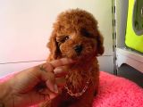 Orji̇nal Toy Poodle
