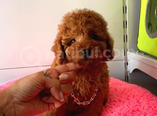 Orji̇nal Toy Poodle görsel