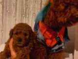 Sağlık Ve Ömür Boyu Irk Garantilidir Toypoodle Bebekler