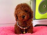 Orji̇nal Toy Poodle