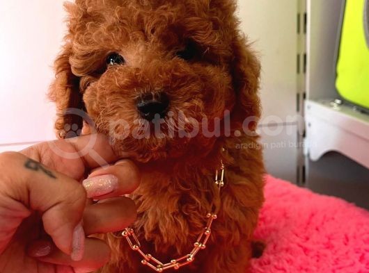 Orji̇nal Toy Poodle görsel