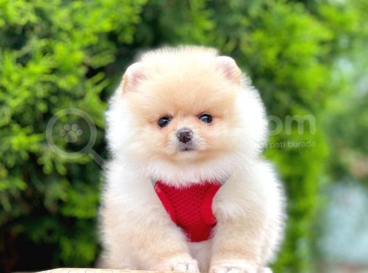 Safkan Pomeranian Boo Yavrularımız