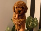 Ev Doğumlu Poodle Bebekle