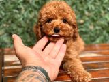 Safkan Red Toy Poodle Yavrular
