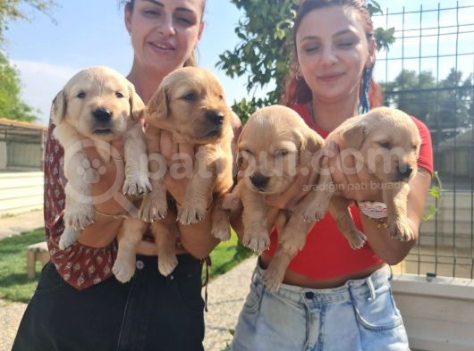 Baby Face Golden Bebeklerr görsel