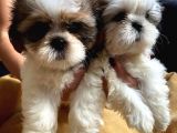 Mükemmel Shih Tzu Bebekler