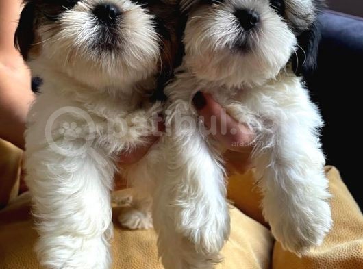 Mükemmel Shih Tzu Bebekler