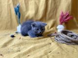 Küt Kafa Scottish Fold Yavrumuz