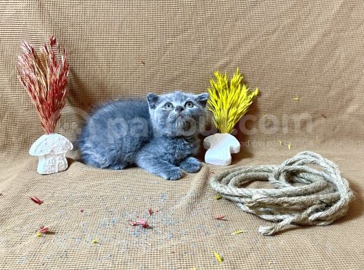 Küt Kafa Scottish Fold Yavrumuz görsel