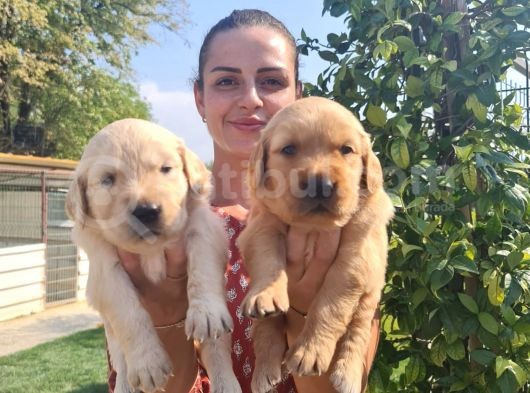 Baby Face Golden Bebeklerr