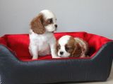 Ruhsatlı Köpek Çiftliginden Cavalier King Charles Yavruları
