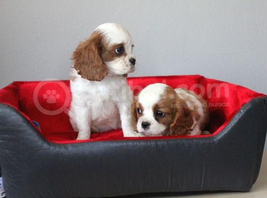 Ruhsatlı Köpek Çiftliginden Cavalier King Charles Yavruları görsel